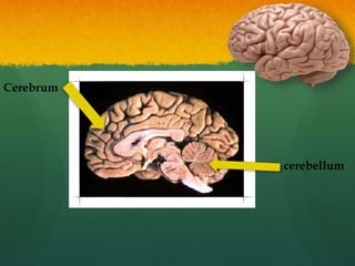 Cerebrum
cerebellum
 