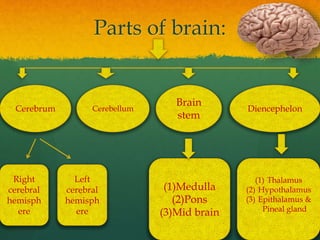Parts of brain:
Cerebrum Cerebellum
Brain
stem
Diencephelon
(1)Medulla
(2)Pons
(3)Mid brain
(1) Thalamus
(2) Hypothalamus
(3) Epithalamus &
Pineal gland
Right
cerebral
hemisph
ere
Left
cerebral
hemisph
ere
 