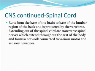 CNS continued-Spinal Cord
 Runs from the base of the brain to base of the lumbar
region of the back and is protected by the vertebrae.
Extending out of the spinal cord are transverse spinal
nerves which extend throughout the rest of the body
and forms a network connected to various motor and
sensory neurones.
 