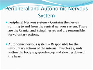 Peripheral and Autonomic Nervous
System
 Peripheral Nervous system – Contains the nerves
running to and from the central nervous system. There
are the Cranial and Spinal nerves and are responsible
for voluntary actions.
 Autonomic nervous system – Responsible for the
involuntary actions of the internal muscles / glands
within the body. e.g speeding up and slowing down of
the heart.
 