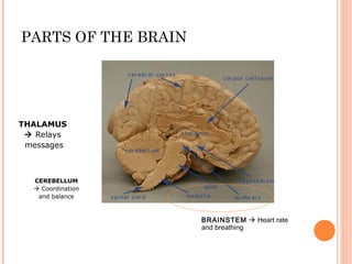The brain a presentation | PPT