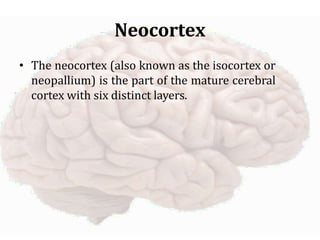 The Human Brain lectures Brain structures parts functions | PPTX