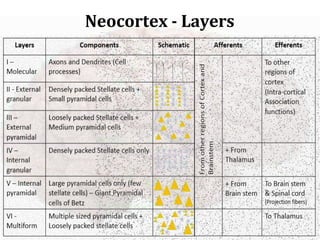 Neo Cortex Brain Image The Human Brain lectures Brain structures parts functions | PPTX