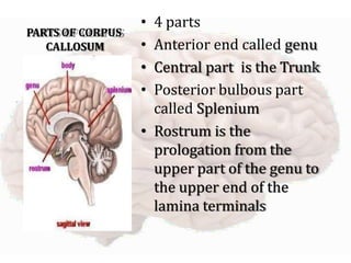 The Human Brain lectures Brain structures parts functions | PPTX
