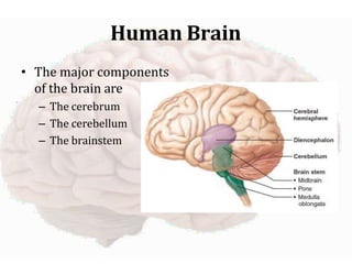 The Human Brain lectures Brain structures parts functions | PPTX