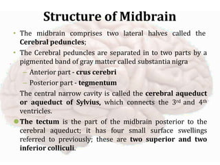 The Human Brain lectures Brain structures parts functions | PPTX