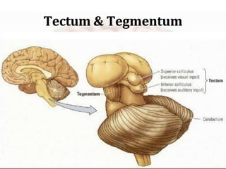 The Human Brain lectures Brain structures parts functions | PPTX