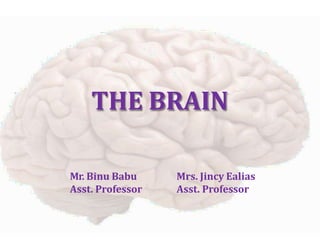 THE BRAIN
Mr. Binu Babu
Asst. Professor
Mrs. Jincy Ealias
Asst. Professor
 