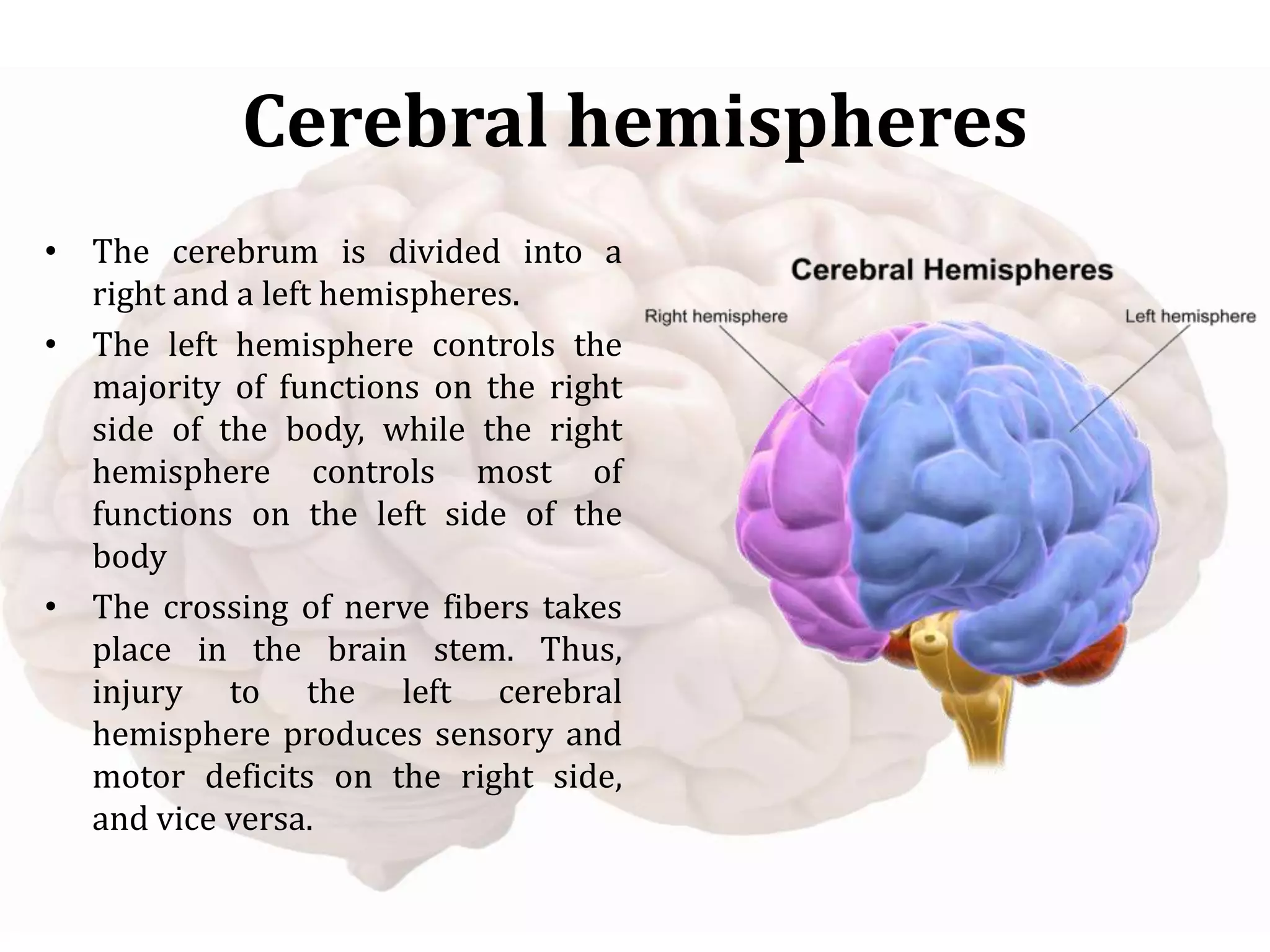 Cerebral hemispheres
• The cerebrum is divided into a
right and a left hemispheres.
• The left hemisphere controls the
majority of functions on the right
side of the body, while the right
hemisphere controls most of
functions on the left side of the
body
• The crossing of nerve fibers takes
place in the brain stem. Thus,
injury to the left cerebral
hemisphere produces sensory and
motor deficits on the right side,
and vice versa.
 