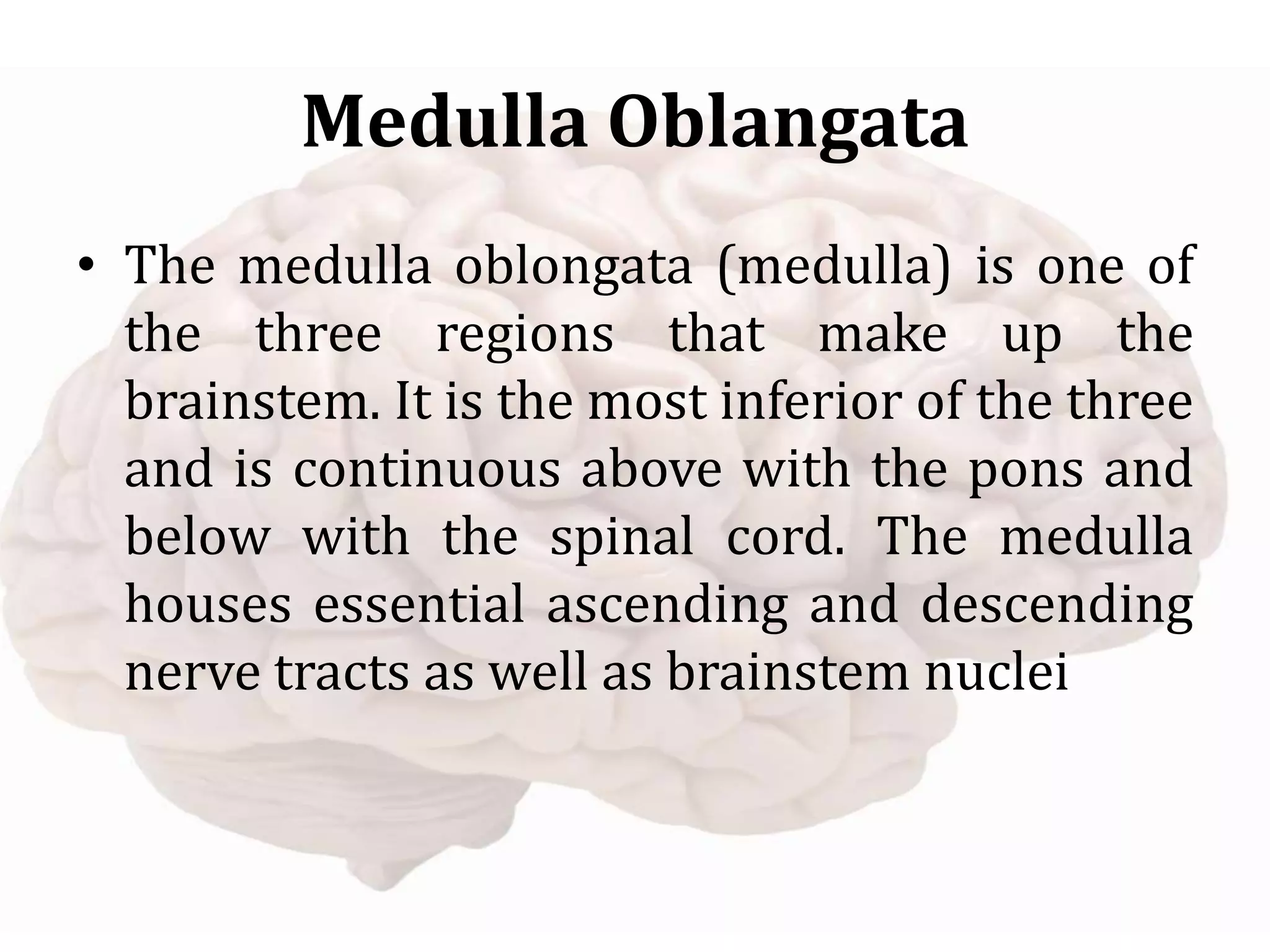 Medulla Oblangata
• The medulla oblongata (medulla) is one of
the three regions that make up the
brainstem. It is the most inferior of the three
and is continuous above with the pons and
below with the spinal cord. The medulla
houses essential ascending and descending
nerve tracts as well as brainstem nuclei
 