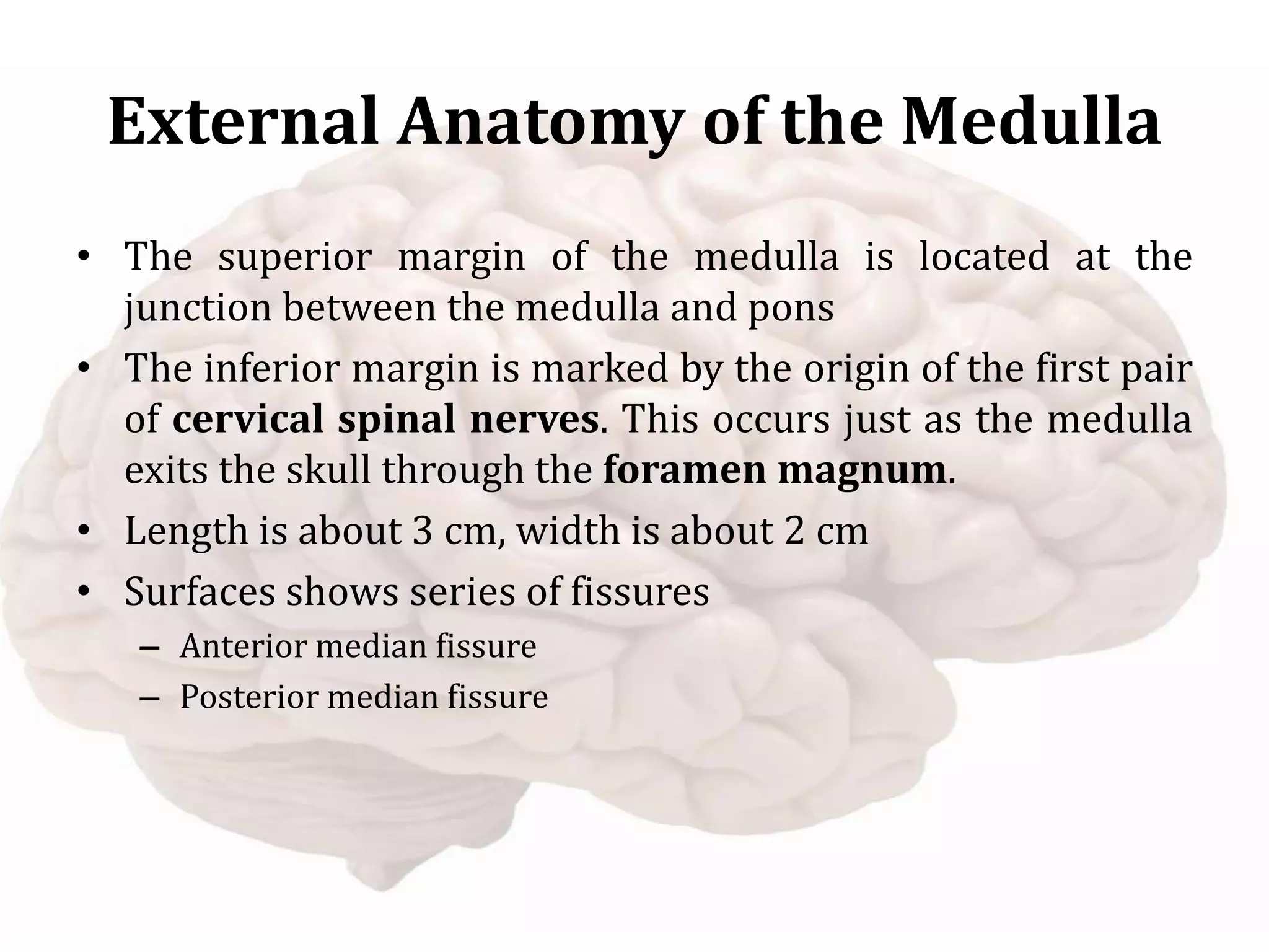 External Anatomy of the Medulla
• The superior margin of the medulla is located at the
junction between the medulla and pons
• The inferior margin is marked by the origin of the first pair
of cervical spinal nerves. This occurs just as the medulla
exits the skull through the foramen magnum.
• Length is about 3 cm, width is about 2 cm
• Surfaces shows series of fissures
– Anterior median fissure
– Posterior median fissure
 