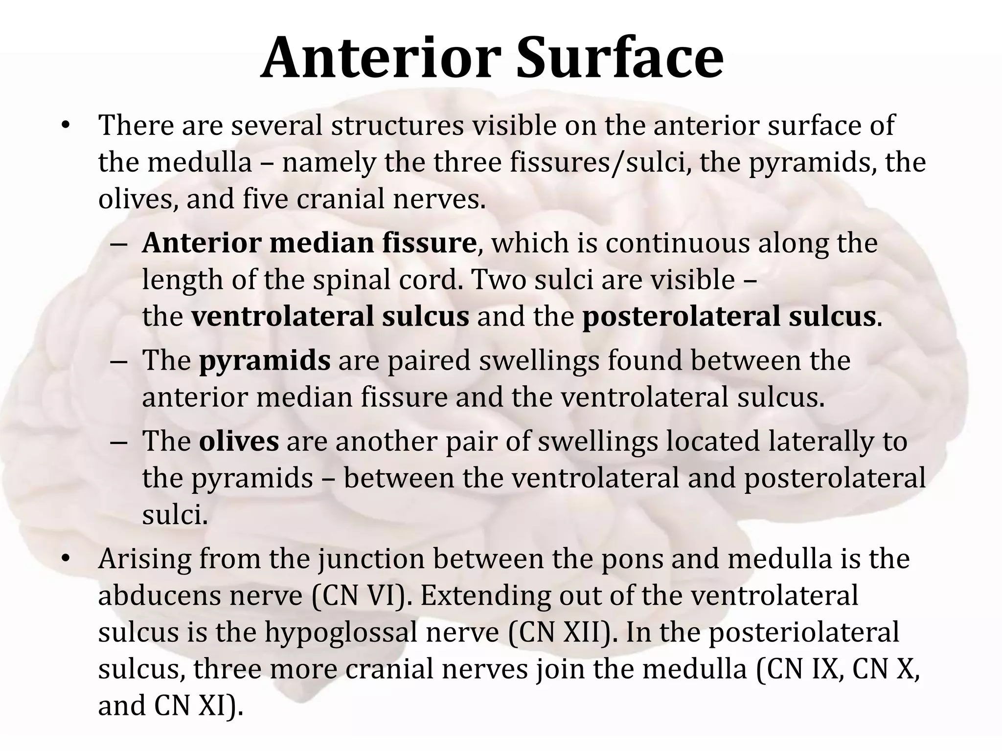 Anterior Surface
• There are several structures visible on the anterior surface of
the medulla – namely the three fissures/sulci, the pyramids, the
olives, and five cranial nerves.
– Anterior median fissure, which is continuous along the
length of the spinal cord. Two sulci are visible –
the ventrolateral sulcus and the posterolateral sulcus.
– The pyramids are paired swellings found between the
anterior median fissure and the ventrolateral sulcus.
– The olives are another pair of swellings located laterally to
the pyramids – between the ventrolateral and posterolateral
sulci.
• Arising from the junction between the pons and medulla is the
abducens nerve (CN VI). Extending out of the ventrolateral
sulcus is the hypoglossal nerve (CN XII). In the posteriolateral
sulcus, three more cranial nerves join the medulla (CN IX, CN X,
and CN XI).
 