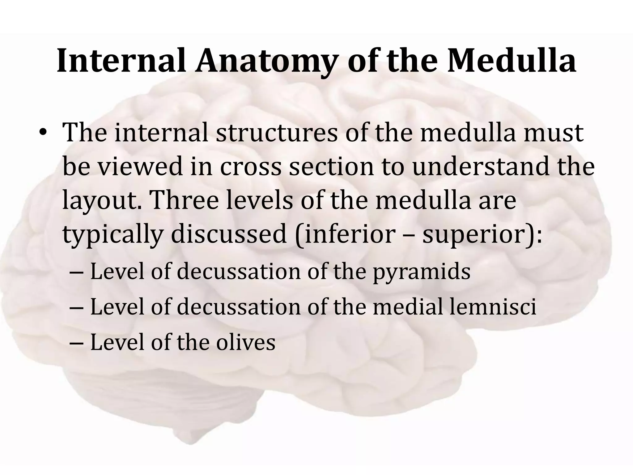 Internal Anatomy of the Medulla
• The internal structures of the medulla must
be viewed in cross section to understand the
layout. Three levels of the medulla are
typically discussed (inferior – superior):
– Level of decussation of the pyramids
– Level of decussation of the medial lemnisci
– Level of the olives
 
