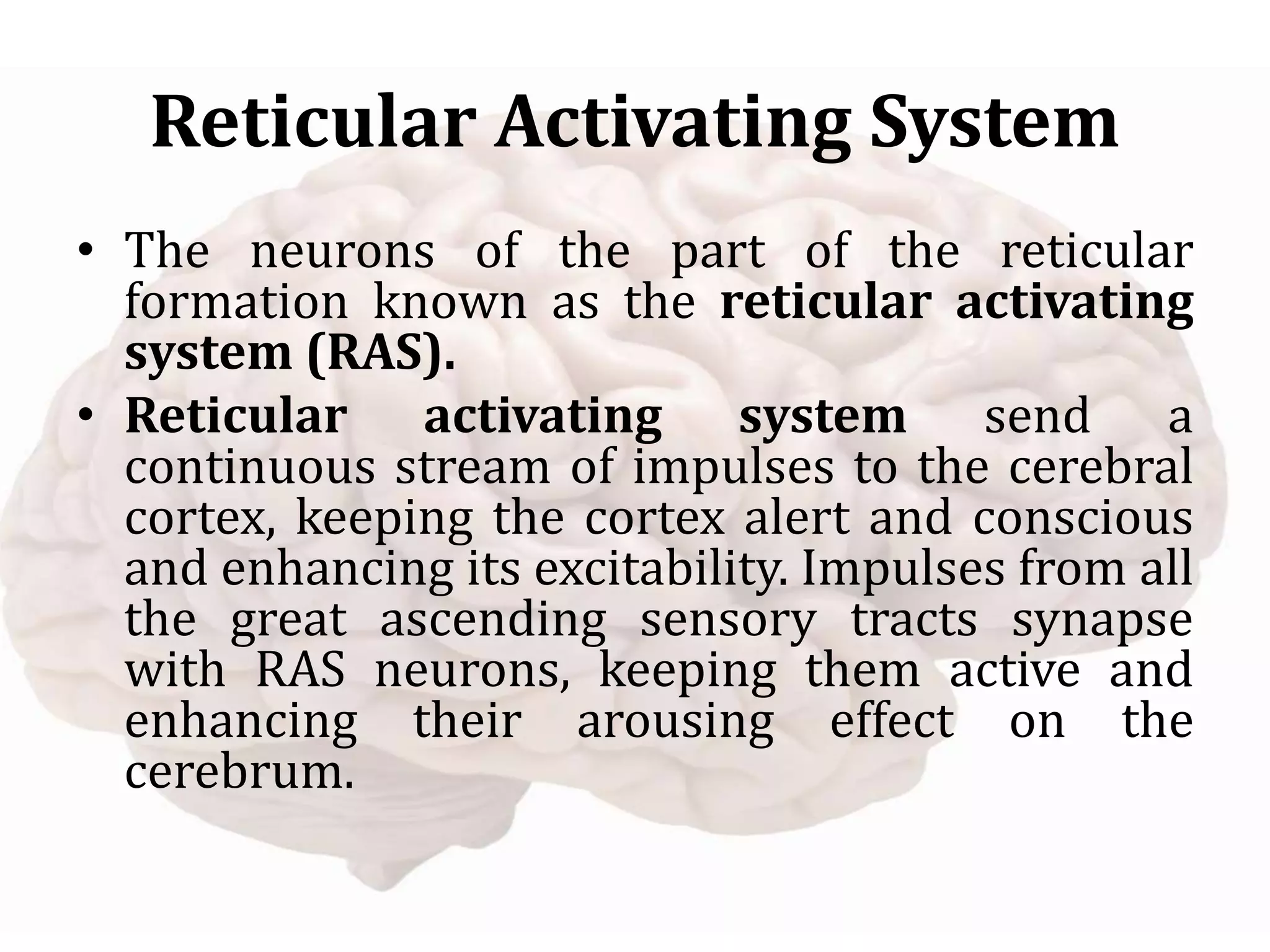 Reticular Activating System
• The neurons of the part of the reticular
formation known as the reticular activating
system (RAS).
• Reticular activating system send a
continuous stream of impulses to the cerebral
cortex, keeping the cortex alert and conscious
and enhancing its excitability. Impulses from all
the great ascending sensory tracts synapse
with RAS neurons, keeping them active and
enhancing their arousing effect on the
cerebrum.
 