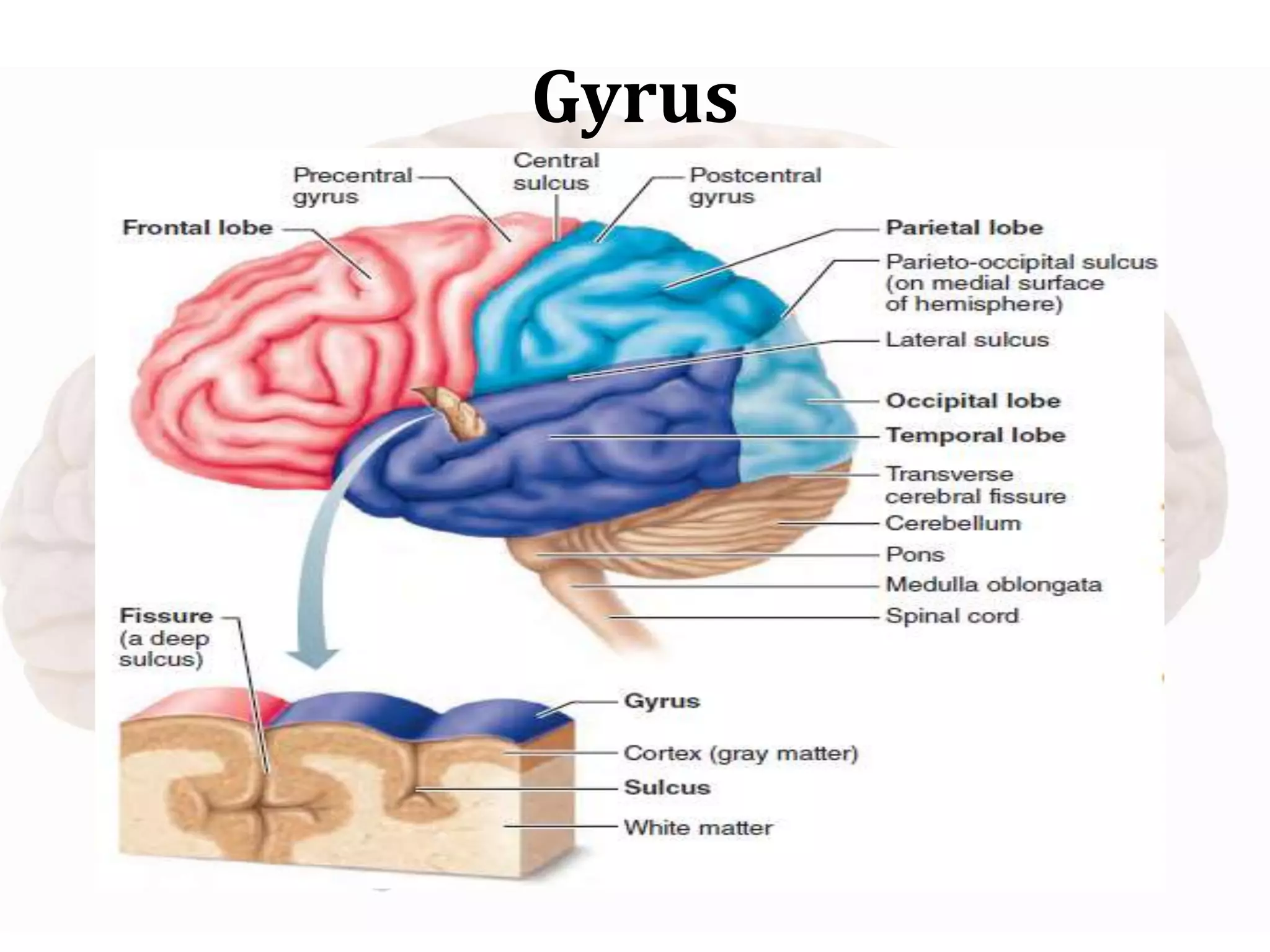 Gyrus
 