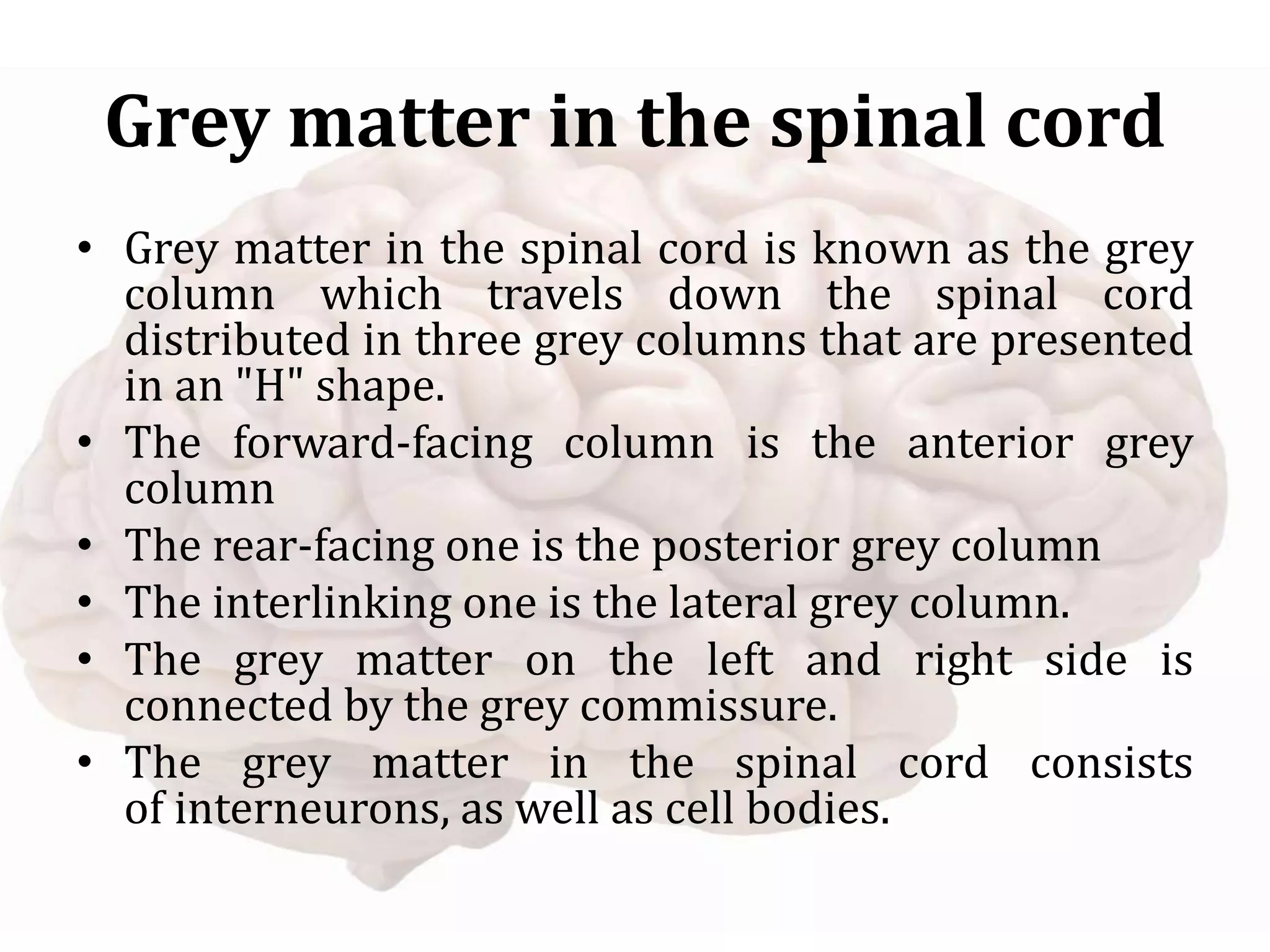 Grey matter in the spinal cord
• Grey matter in the spinal cord is known as the grey
column which travels down the spinal cord
distributed in three grey columns that are presented
in an "H" shape.
• The forward-facing column is the anterior grey
column
• The rear-facing one is the posterior grey column
• The interlinking one is the lateral grey column.
• The grey matter on the left and right side is
connected by the grey commissure.
• The grey matter in the spinal cord consists
of interneurons, as well as cell bodies.
 