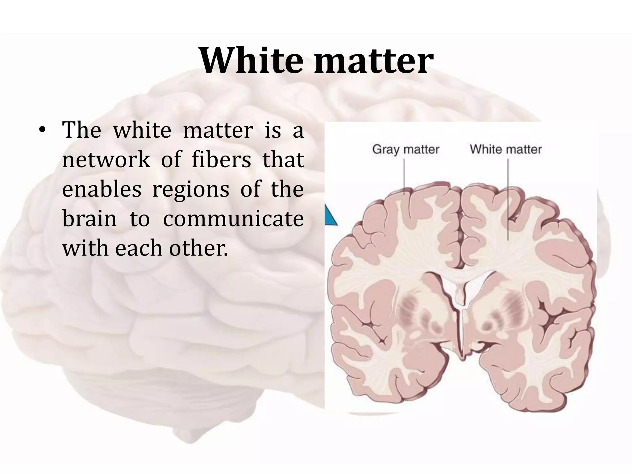 White matter
• The white matter is a
network of fibers that
enables regions of the
brain to communicate
with each other.
 