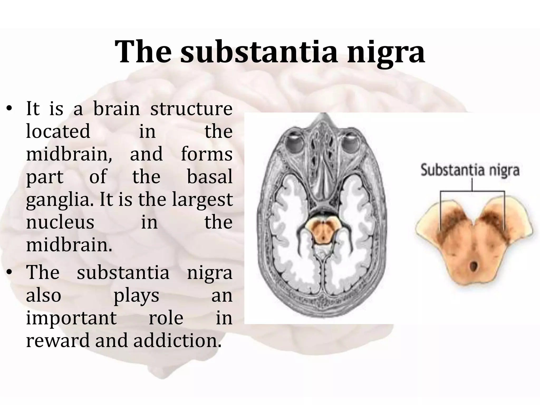 The substantia nigra
• It is a brain structure
located in the
midbrain, and forms
part of the basal
ganglia. It is the largest
nucleus in the
midbrain.
• The substantia nigra
also plays an
important role in
reward and addiction.
 