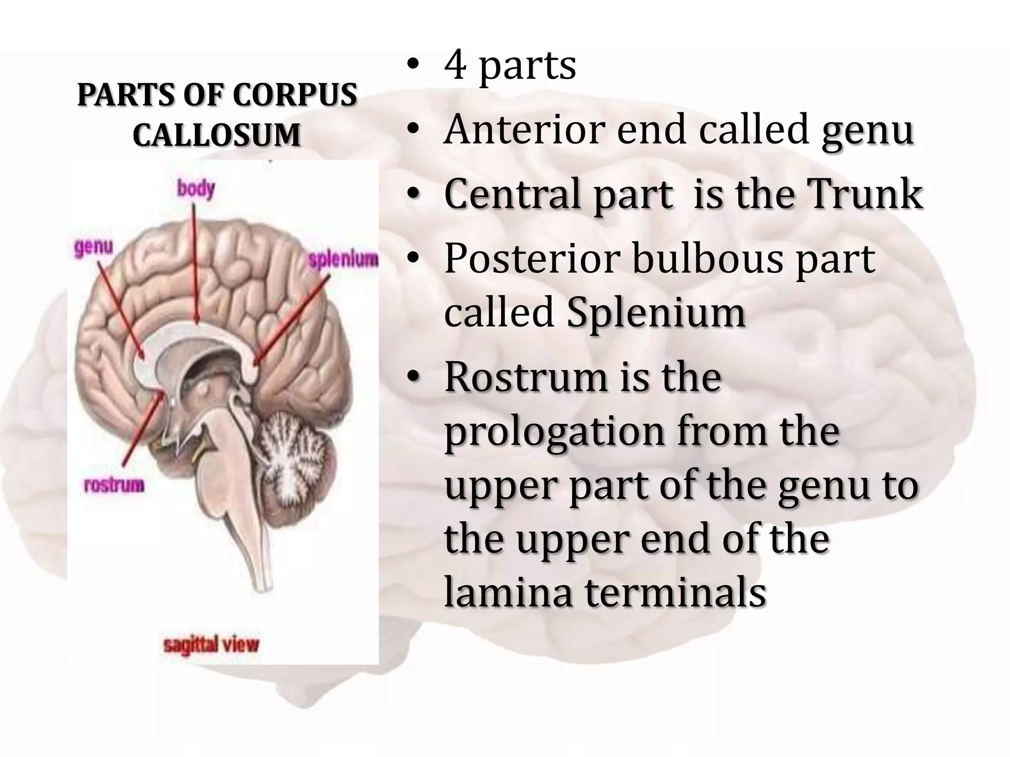 PARTS OF CORPUS
CALLOSUM
• 4 parts
• Anterior end called genu
• Central part is the Trunk
• Posterior bulbous part
called Splenium
• Rostrum is the
prologation from the
upper part of the genu to
the upper end of the
lamina terminals
 