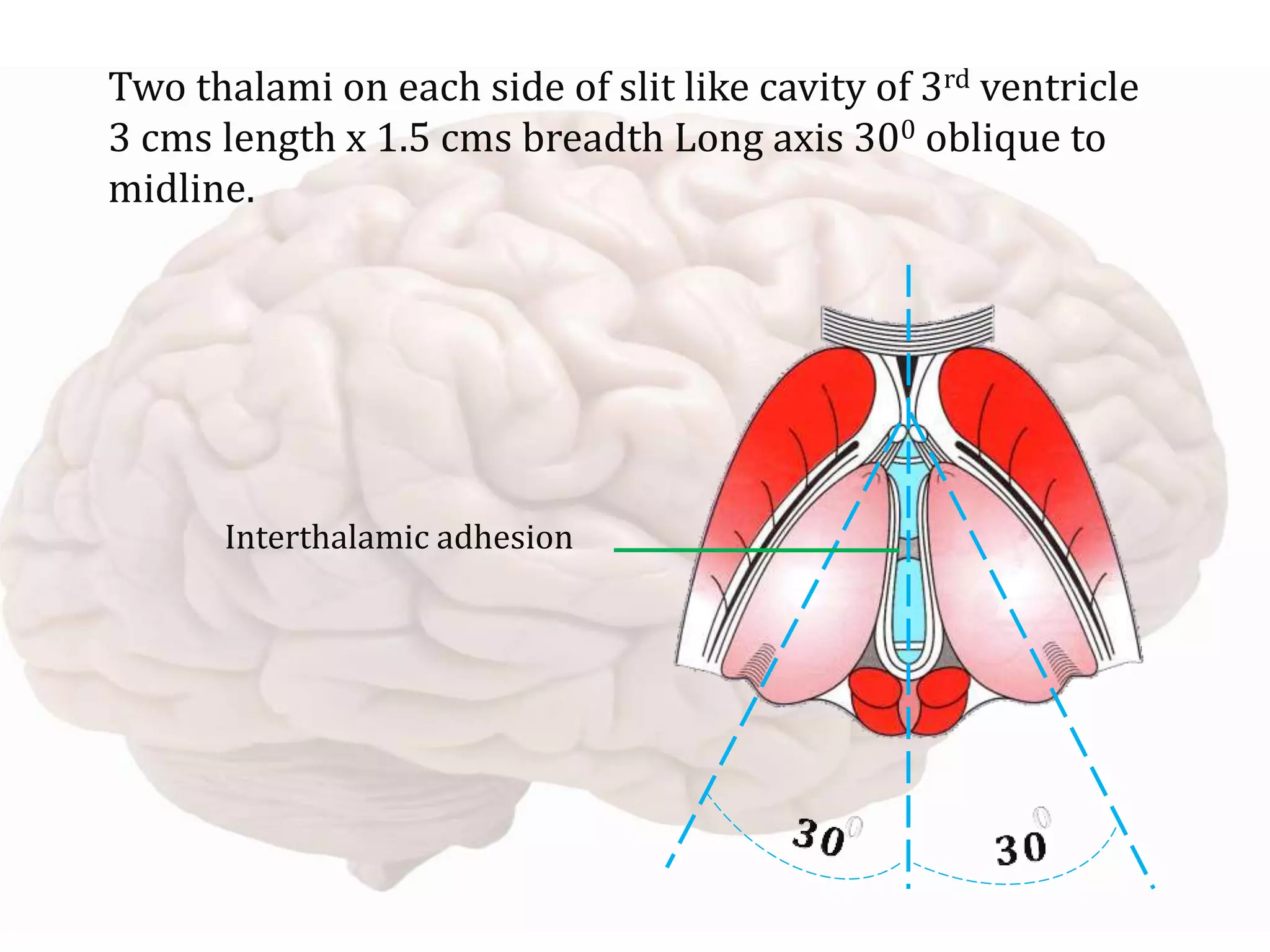 Two thalami on each side of slit like cavity of 3rd ventricle
3 cms length x 1.5 cms breadth Long axis 300 oblique to
midline.
Interthalamic adhesion
 