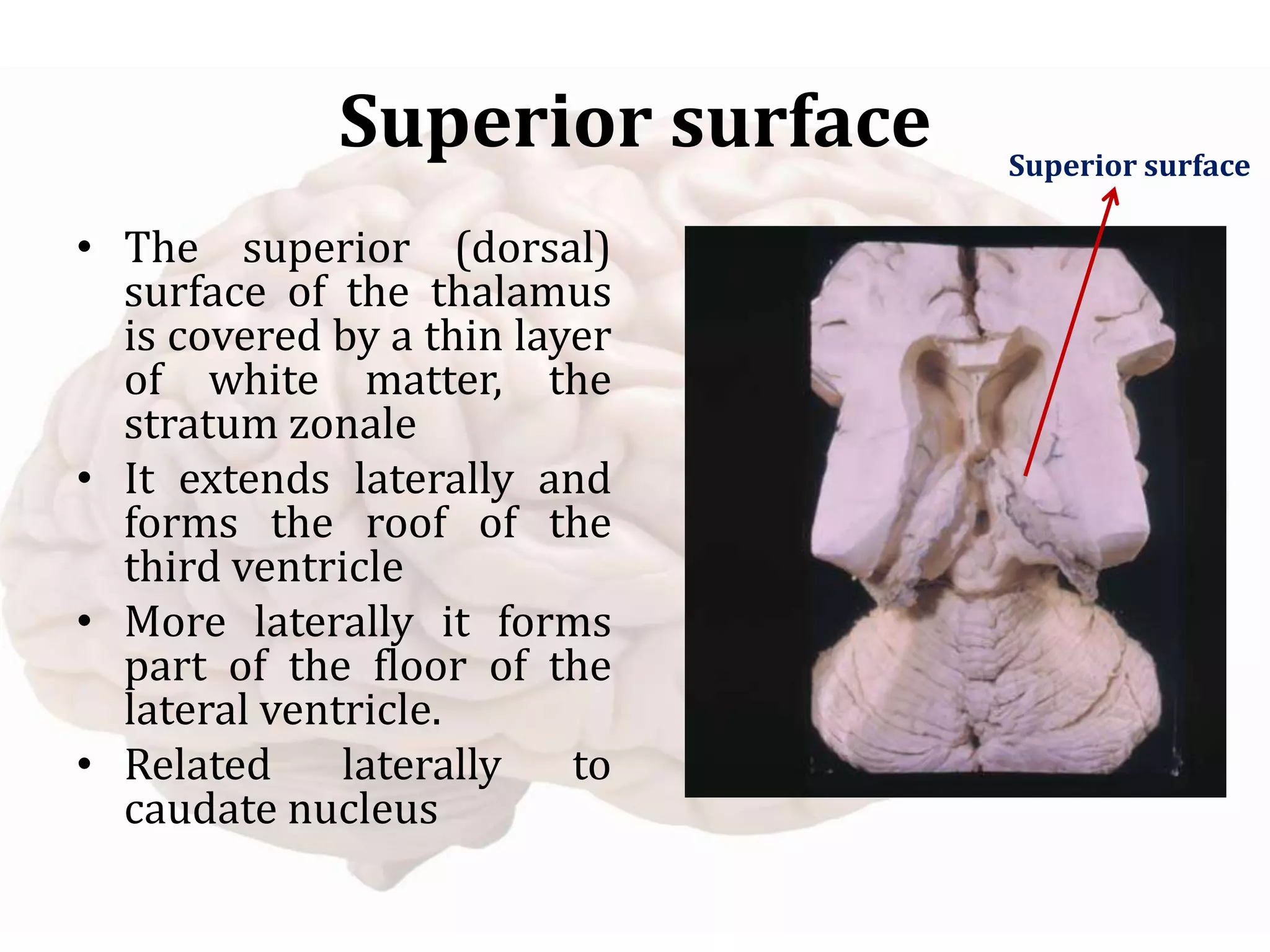 Superior surface
Superior surface
• The superior (dorsal)
surface of the thalamus
is covered by a thin layer
of white matter, the
stratum zonale
• It extends laterally and
forms the roof of the
third ventricle
• More laterally it forms
part of the floor of the
lateral ventricle.
• Related laterally to
caudate nucleus
 