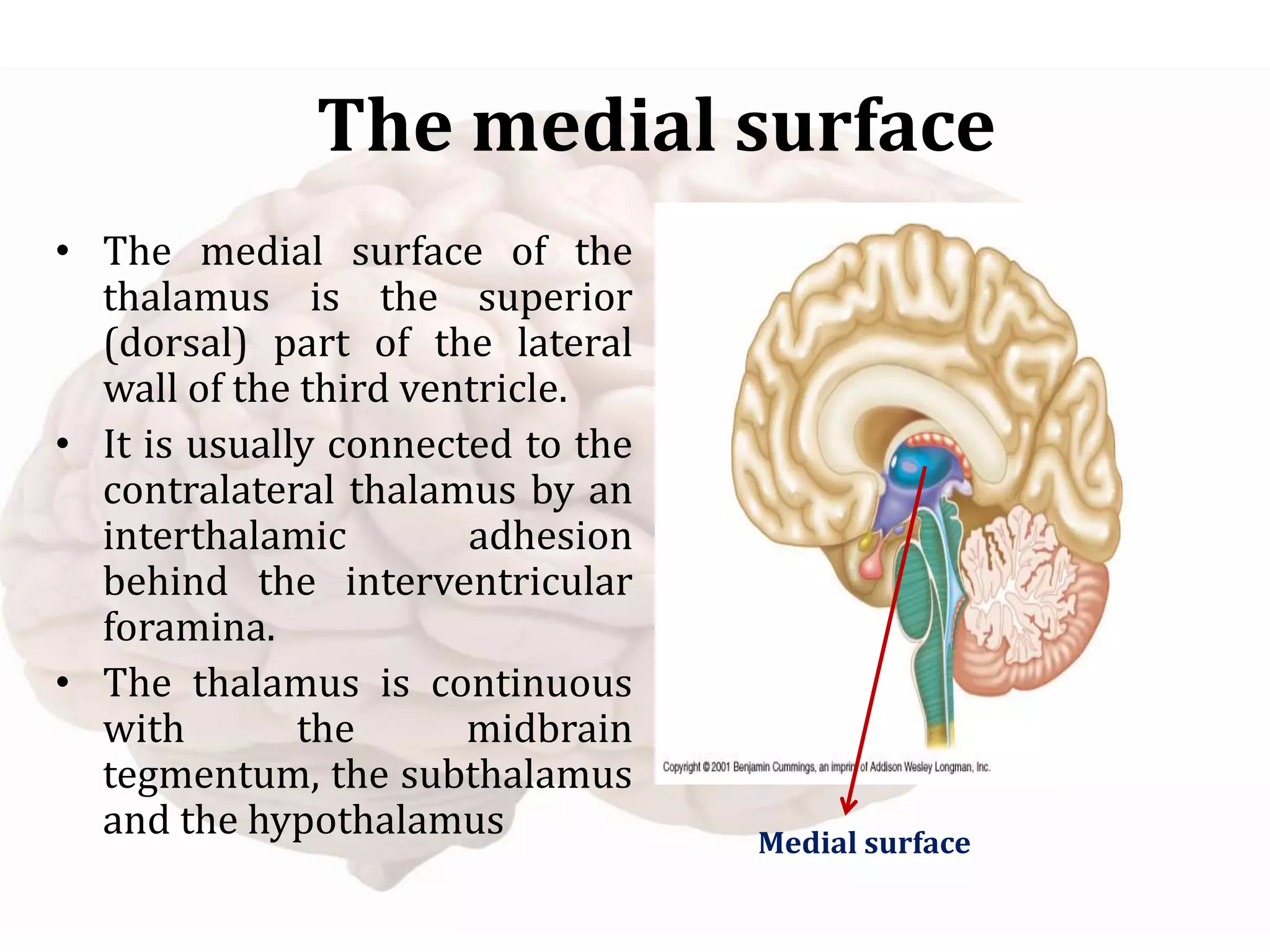 Medial surface
The medial surface
• The medial surface of the
thalamus is the superior
(dorsal) part of the lateral
wall of the third ventricle.
• It is usually connected to the
contralateral thalamus by an
interthalamic adhesion
behind the interventricular
foramina.
• The thalamus is continuous
with the midbrain
tegmentum, the subthalamus
and the hypothalamus
 