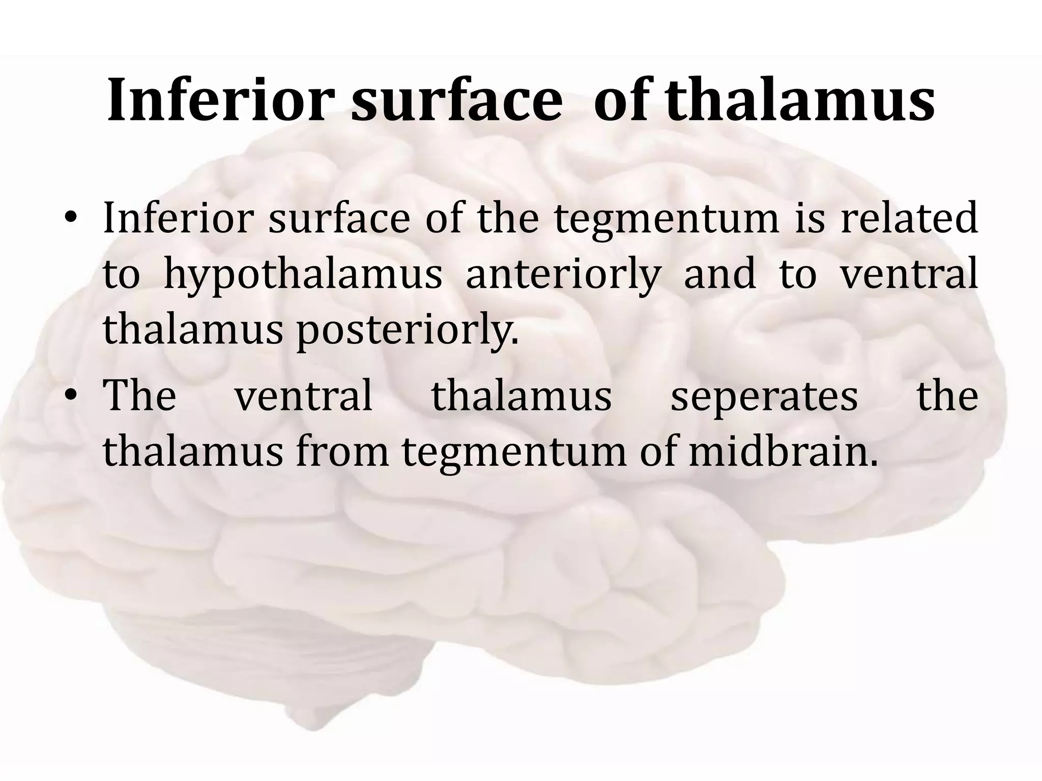 Inferior surface of thalamus
• Inferior surface of the tegmentum is related
to hypothalamus anteriorly and to ventral
thalamus posteriorly.
• The ventral thalamus seperates the
thalamus from tegmentum of midbrain.
 