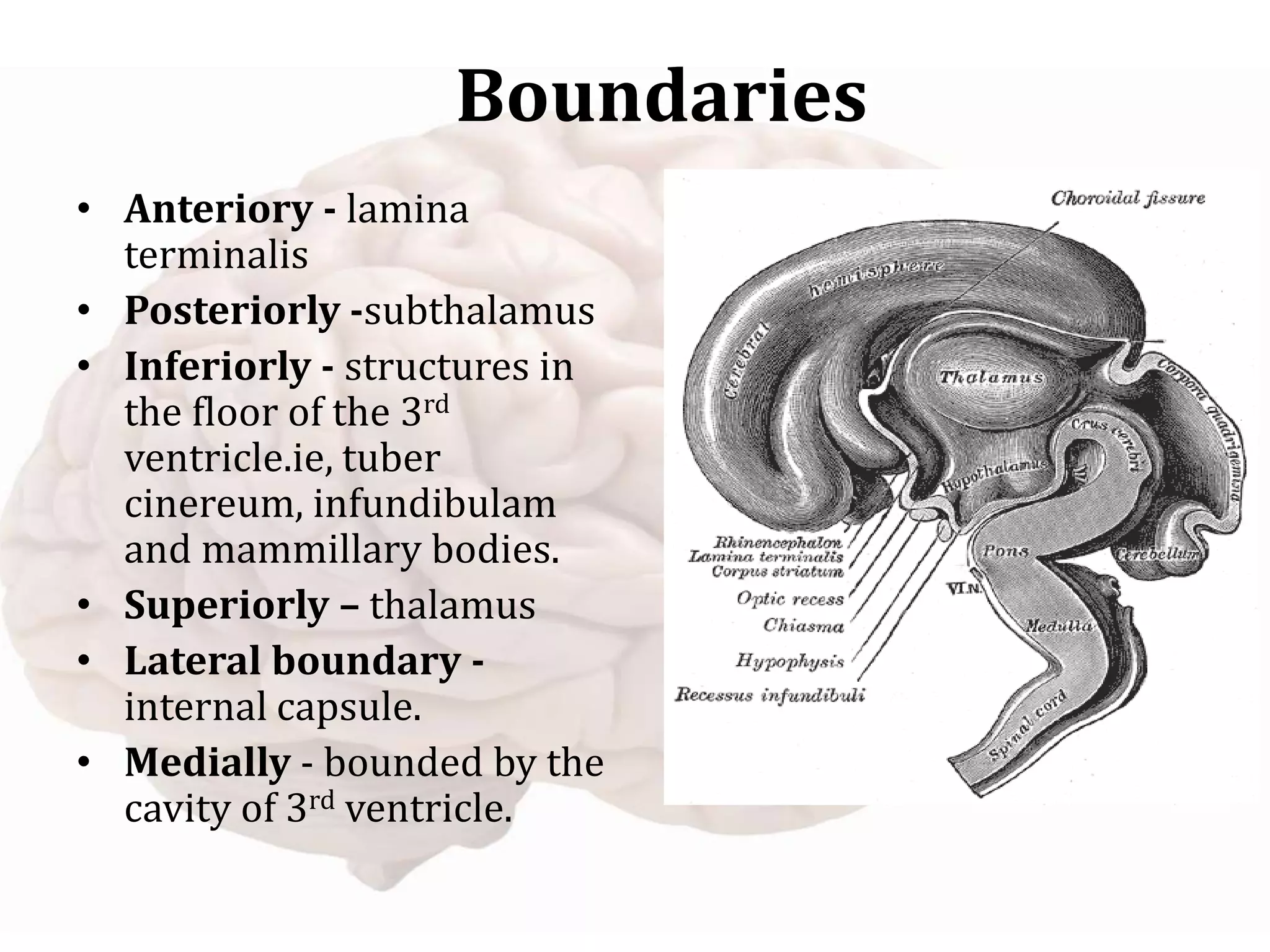 Boundaries
• Anteriory - lamina
terminalis
• Posteriorly -subthalamus
• Inferiorly - structures in
the floor of the 3rd
ventricle.ie, tuber
cinereum, infundibulam
and mammillary bodies.
• Superiorly – thalamus
• Lateral boundary -
internal capsule.
• Medially - bounded by the
cavity of 3rd ventricle.
 
