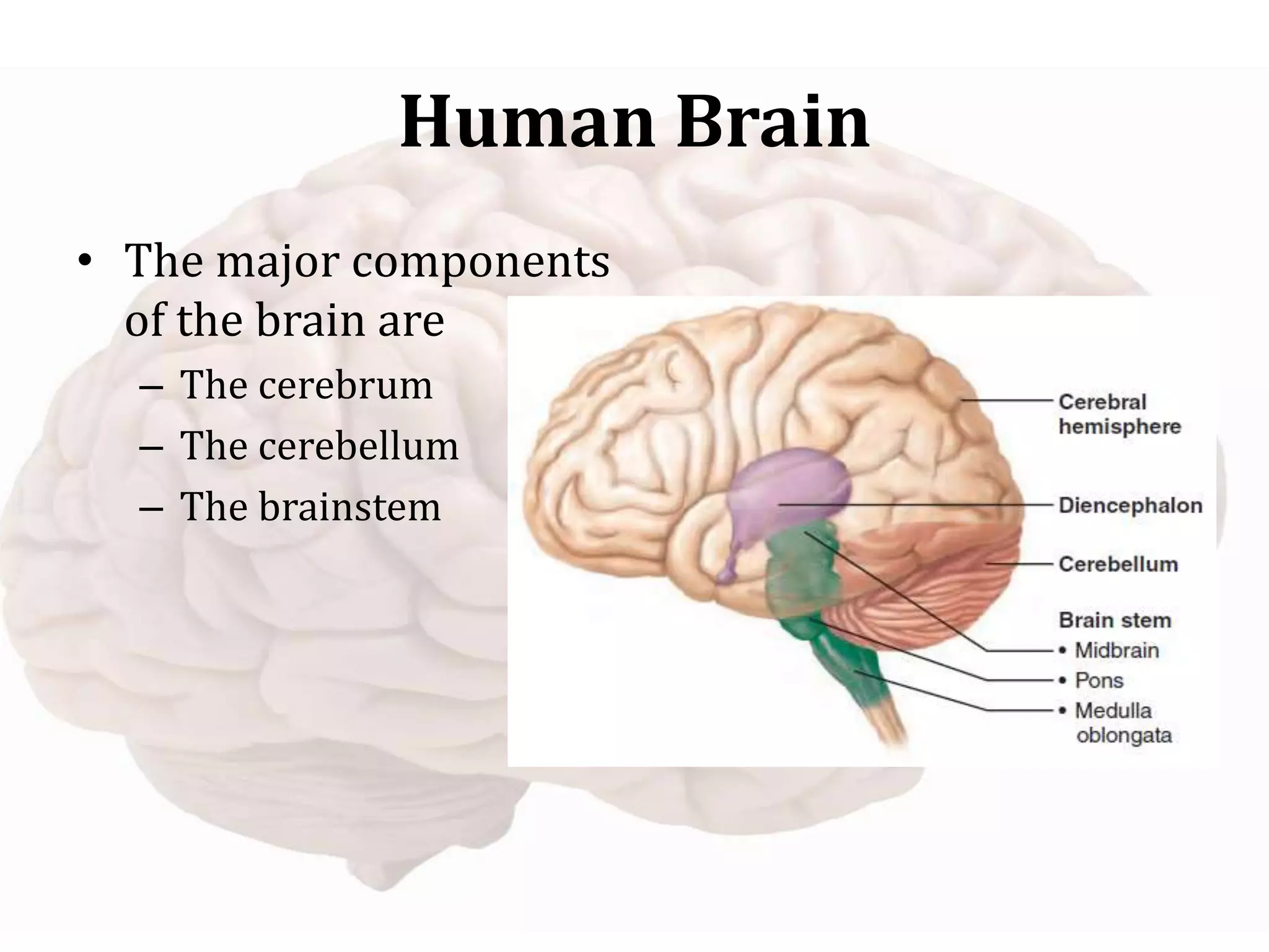 Human Brain
• The major components
of the brain are
– The cerebrum
– The cerebellum
– The brainstem
 