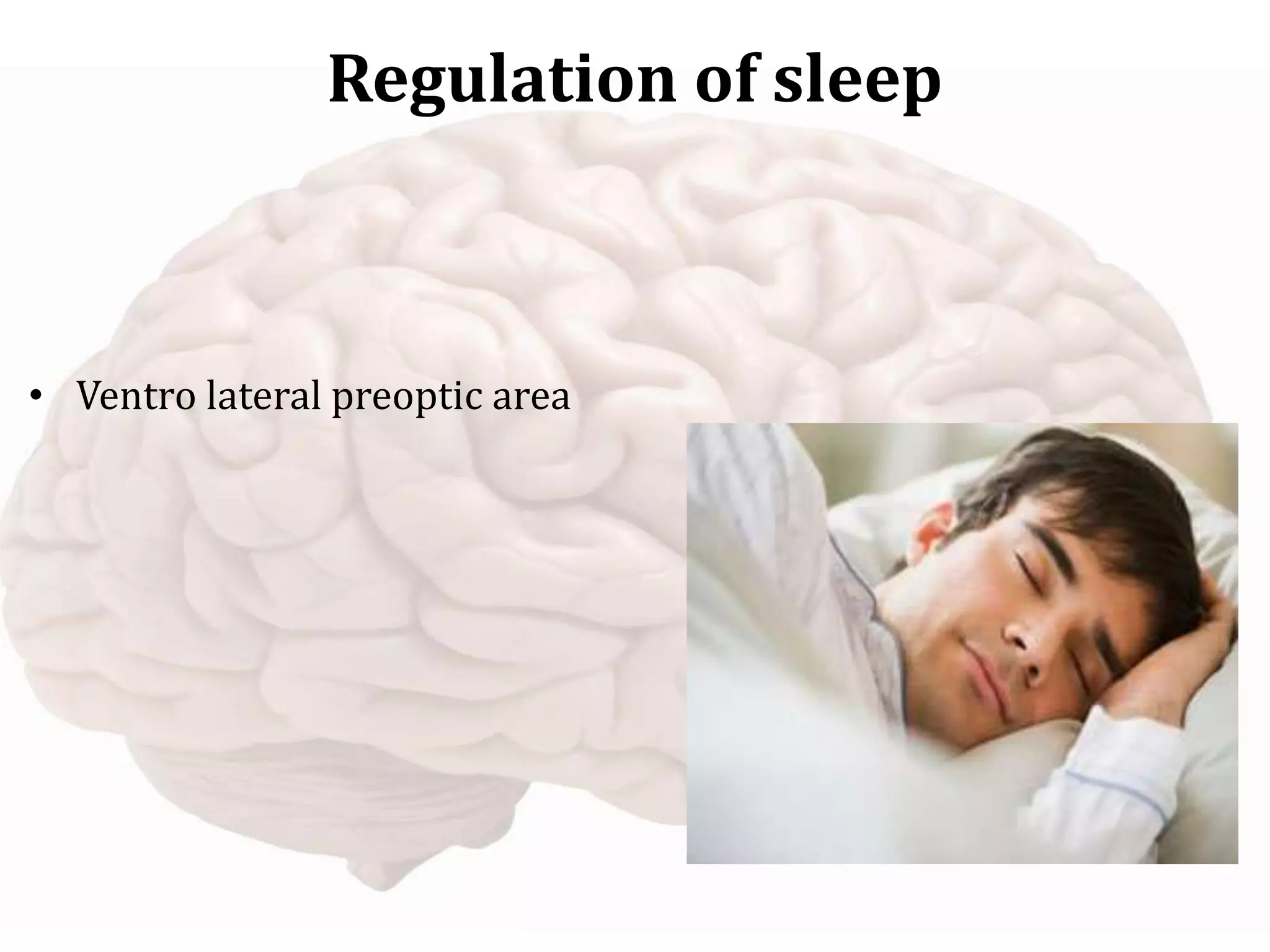 Regulation of sleep
• Ventro lateral preoptic area
 