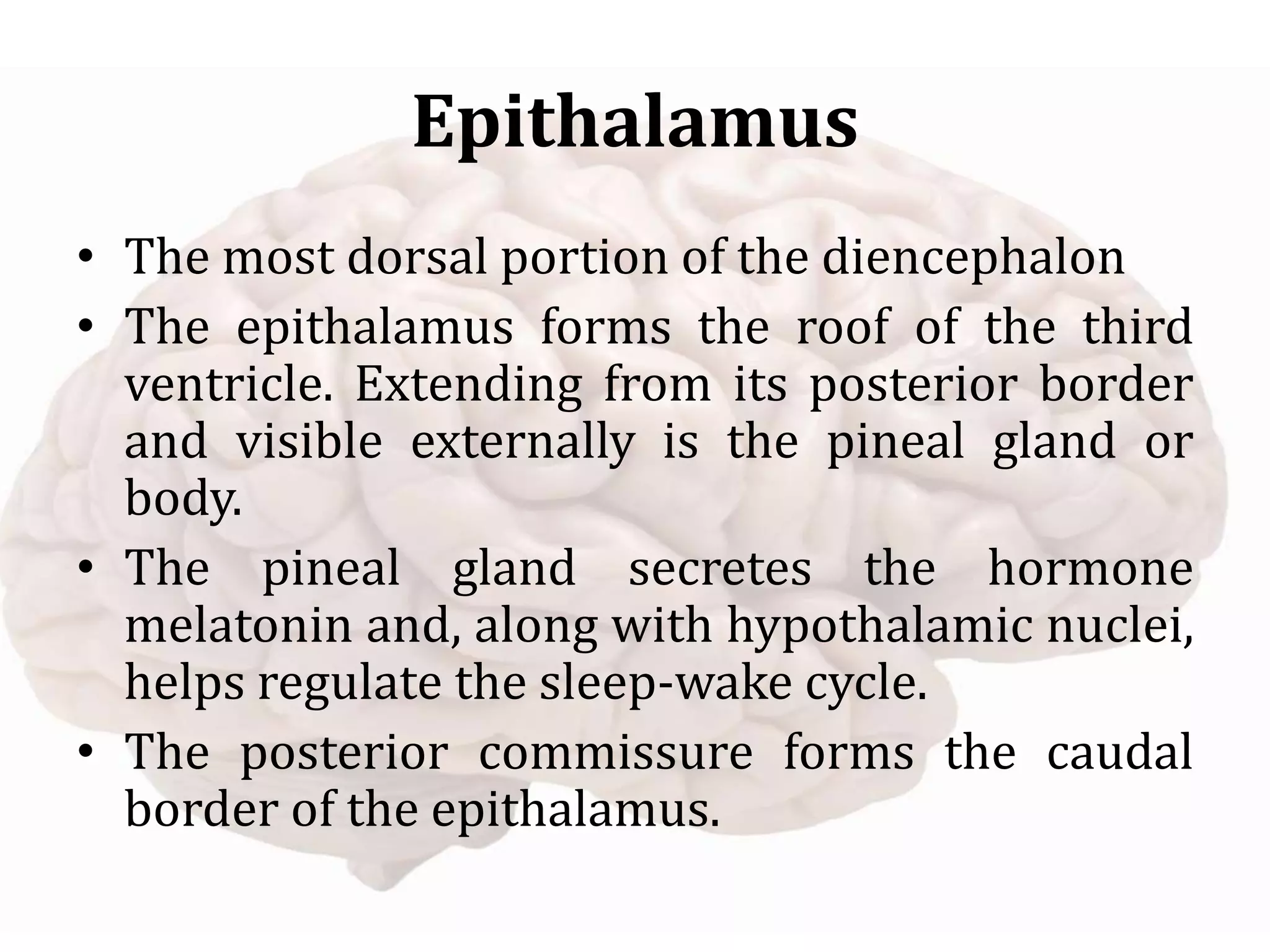 Epithalamus
• The most dorsal portion of the diencephalon
• The epithalamus forms the roof of the third
ventricle. Extending from its posterior border
and visible externally is the pineal gland or
body.
• The pineal gland secretes the hormone
melatonin and, along with hypothalamic nuclei,
helps regulate the sleep-wake cycle.
• The posterior commissure forms the caudal
border of the epithalamus.
 