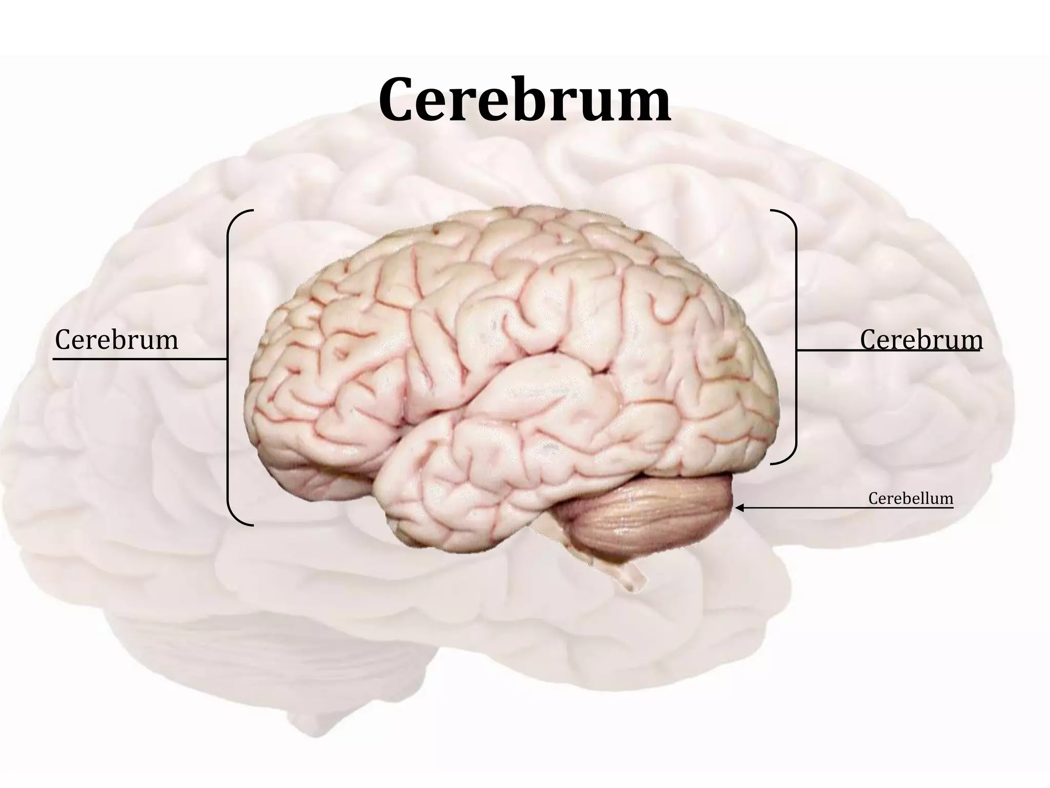 Cerebrum Cerebrum
Cerebellum
Cerebrum
 