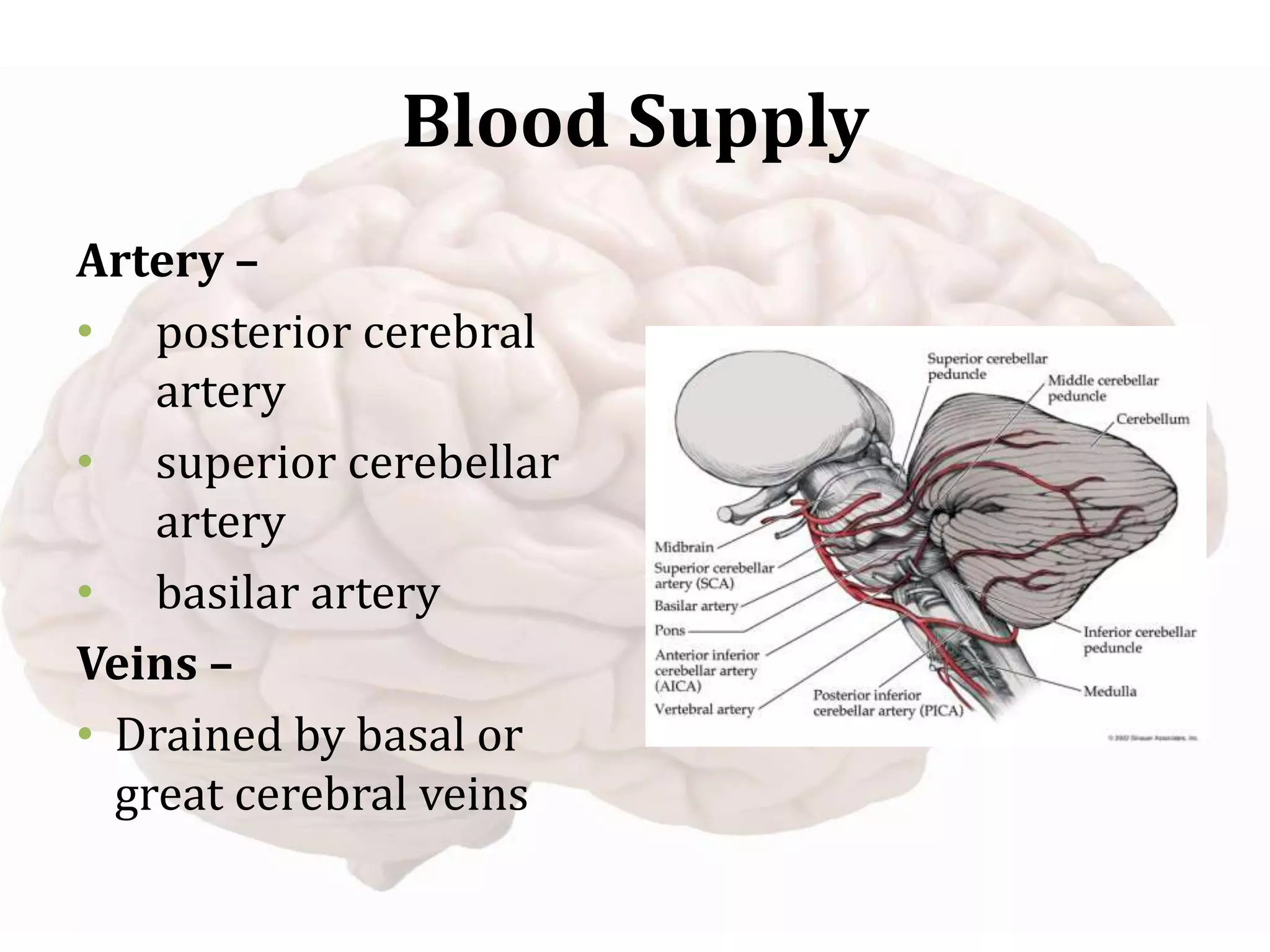Blood Supply
Artery –
• posterior cerebral
artery
• superior cerebellar
artery
• basilar artery
Veins –
• Drained by basal or
great cerebral veins
 