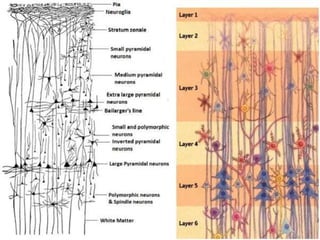 The Brain | PPSX