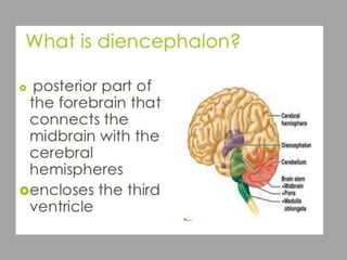 Anatomy and physiology of brain | PPTX