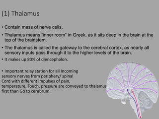 Anatomy and physiology of brain | PPTX