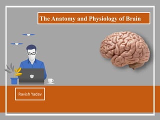 The Anatomy and Physiology of Brain
Ravish Yadav
 