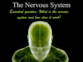 The Nervous System
Essential question: What is the nervous
system and how does it work?

 