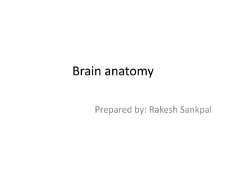 Brain anatomy
Prepared by: Rakesh Sankpal
 