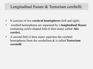 Longitudinal fissure & Tentorium cerebelli.
• It consists of two cerebral hemispheres (left and right)
• cerebral hemisphe...