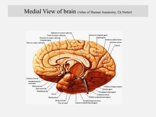 Medial View of brain (Atlas of Human Aanatomy, f.h.Netter)
 