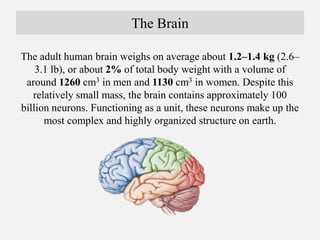 The Brain
The adult human brain weighs on average about 1.2–1.4 kg (2.6–
3.1 lb), or about 2% of total body weight with a ...