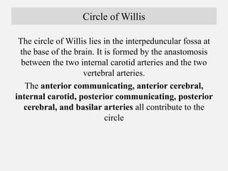 Circle of Willis
The circle of Willis lies in the interpeduncular fossa at
the base of the brain. It is formed by the anas...