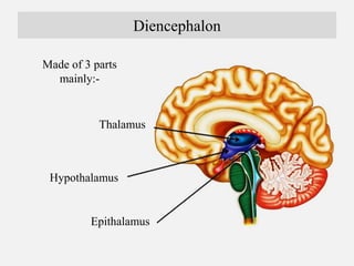 Thalamus
Thalamus means “inner
room” in Greek, as it sits
deep in the brain at the top
of the brainstem. The
thalamus is c...
