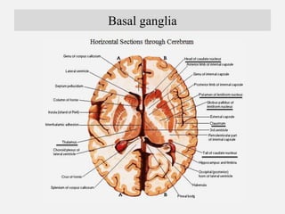 Main functional components of basal ganglia
1. Corpus Striatum
a. Caudate Nucleus
b. Lentiform Nucleus
Corpus striatum rec...