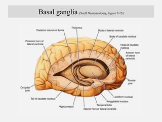 Functions of basal ganglia
1. Basal nuclei control muscular movement by influencing the
cerebral cortex & have no direct c...