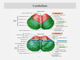 Signs of Cerebellar Lesion
Defect in posture
Hypotonia Decrease muscle tone
Defective attitude Turning of the face to the ...