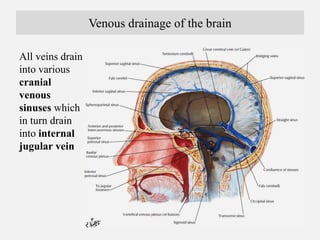 Ventricles of Brain
The brain contains hollow spaces called ventricles, which are
filled with CSF. They are extensive.
Lat...