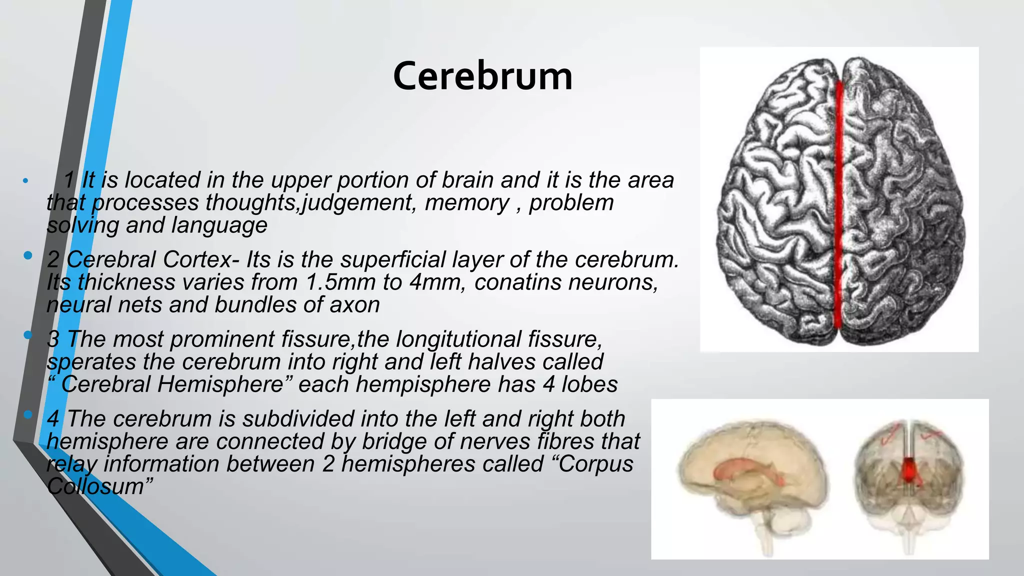 Cerebrum
• 1 It is located in the upper portion of brain and it is the area
that processes thoughts,judgement, memory , problem
solving and language
• 2 Cerebral Cortex- Its is the superficial layer of the cerebrum.
Its thickness varies from 1.5mm to 4mm, conatins neurons,
neural nets and bundles of axon
• 3 The most prominent fissure,the longitutional fissure,
sperates the cerebrum into right and left halves called
“ Cerebral Hemisphere” each hempisphere has 4 lobes
• 4 The cerebrum is subdivided into the left and right both
hemisphere are connected by bridge of nerves fibres that
relay information between 2 hemispheres called “Corpus
Collosum”
 