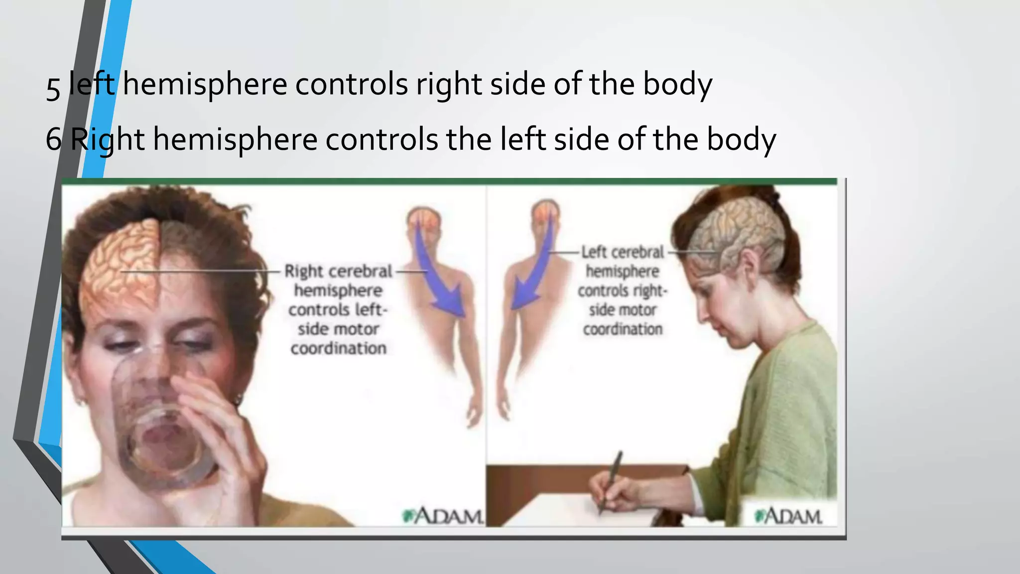5 left hemisphere controls right side of the body
6 Right hemisphere controls the left side of the body
 